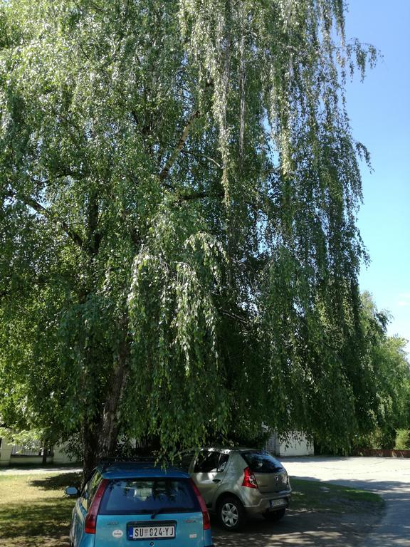 Stara Breza 1 Rooms Palic Bagian luar foto